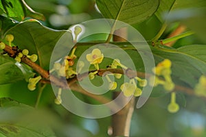 Leaf Gamboge tree in Thailand