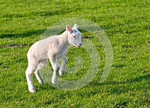 Gambolling lamb