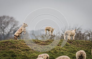 Gambolling lambs full of the joys of spring