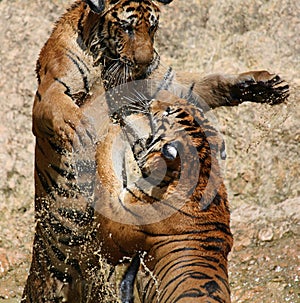 The game the big tigers in the lake, Thailand