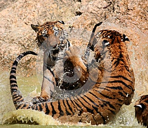 The game the big tigers in the lake, Thailand