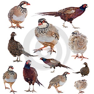 Game birds