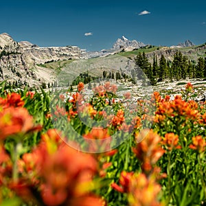 Game Creek Pass Covered in Orange Paintbrush Flowers with Grand Teton