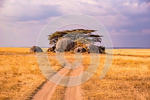 Game drive on dirt road with Safari car in Serengeti National Park in beautiful landscape scenery, Tanzania, Africa