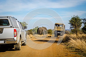 Game drive safari, Elephant Kruger park, South Africa