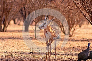 Game drive safari in Namibia. Springbok close up a species of antelope at sunset light. Etosha National Park