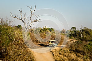 Game drive safari, off road Kruger park, South Africa