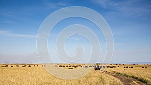 A game drive safari into wilderness, Masai Mara Reserve, Kenya