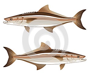 game fish vector illustration