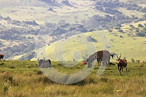 GAME GRAZING ON A GREEN MEADOW