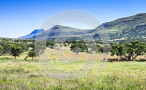 Game reserve landscape on a hot day in South Africa