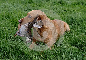 Game shoot dog with partridge