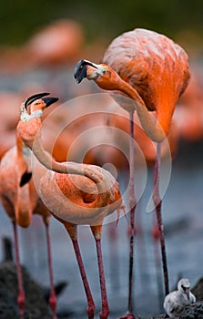Game two adults of the Caribbean flamingo. Cuba. Reserve Rio MaximÐ°.