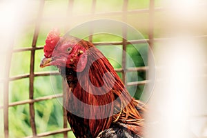 Gamecock in cage