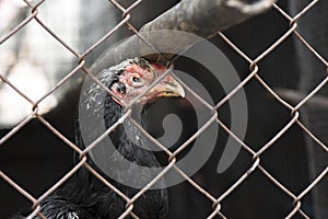 Gamecock chicken in the steel cage henhouse, Animal concept