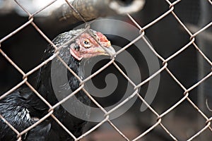 Gamecock chicken in the steel cage henhouse, Animal concept