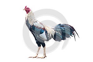 Gamecock or Cockfight isolated