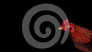 Gamecock on isolated black