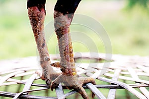 Gamecock are standing