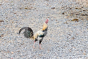 Gamecock walking looking for food