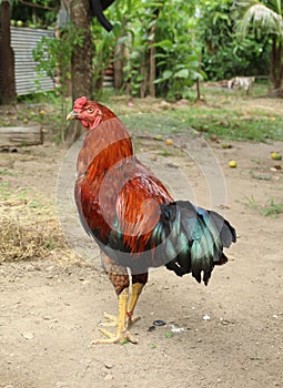 Gamecocks is beautiful at Thailand