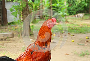 Gamecocks is beautiful at Thailand