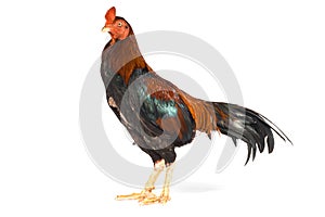 Gamecocks isolated on white background