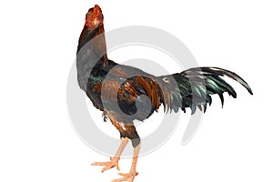 Gamecocks isolated on white background