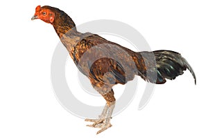 Gamecocks isolated on white background