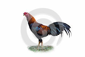 Gamecocks on white background