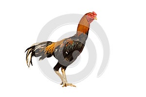 Gamecocks on white background