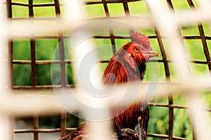 Gamecube in bamboo cages.