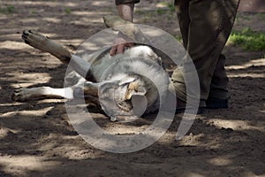 Gamekeeper fondles Wolf