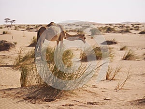 Gamel in Sahara desert