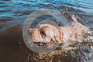 Games with a Labrador in the water