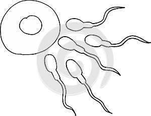 Gametes