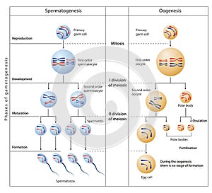 During gametogenesis, diploid or haploid precursor cells divide and differentiate to form mature haploid gamete.