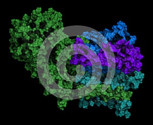Gamma secretase protein complex. 3D illustration.