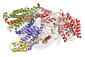 Gamma secretase protein complex. Multi-subunit intramembrane protease that plays role in processing of proteins such as amyloid photo