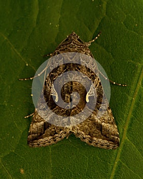 Gammafly Autographa gamma photo