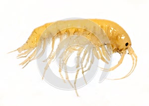 Gammarus balcanicus (Amphipoda) a small crustacean