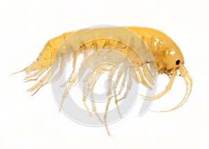 Gammarus balcanicus (Amphipoda) a small crustacean photo