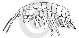 Gammarus Ornatus, vintage illustration