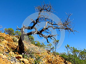 Gammon ranges, south australia photo