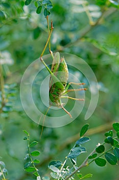 Gampsocleis sedakovii