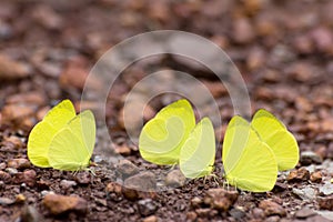 Gandaca harina (Tree Yellow) butterfly gathering water on floor photo