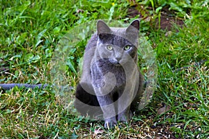 Gandalf the Grey in Green Grass 05