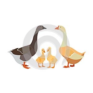 Gander goose gosling white farm family
