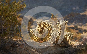 Ganders Cholla Cactus - Cylindropuntia ganderi. Ganders Cholla Cactus (Cylindropuntia ganderi) in the Anza