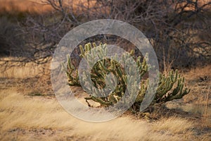 Ganders Cholla Cactus - Cylindropuntia ganderi. Ganders Cholla Cactus (Cylindropuntia ganderi) in the Anza